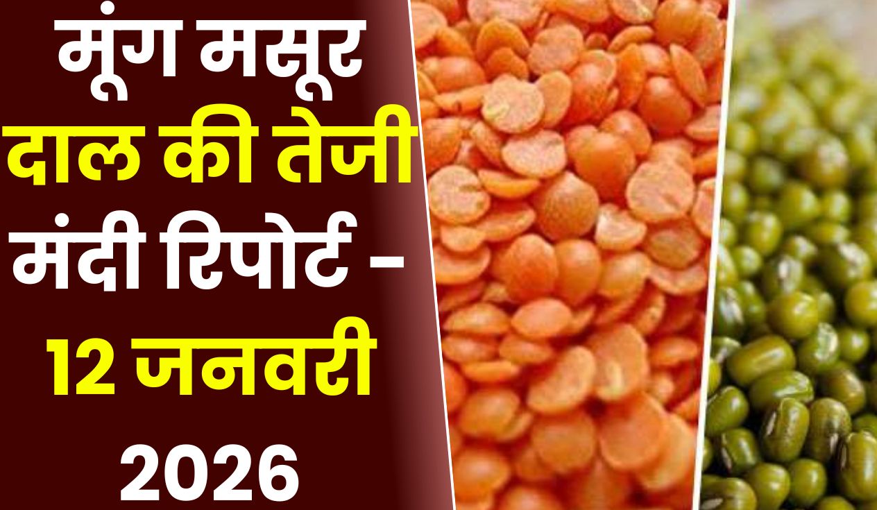 मूंग मसूर दाल की तेजी मंदी रिपोर्ट - 12 जनवरी 2026