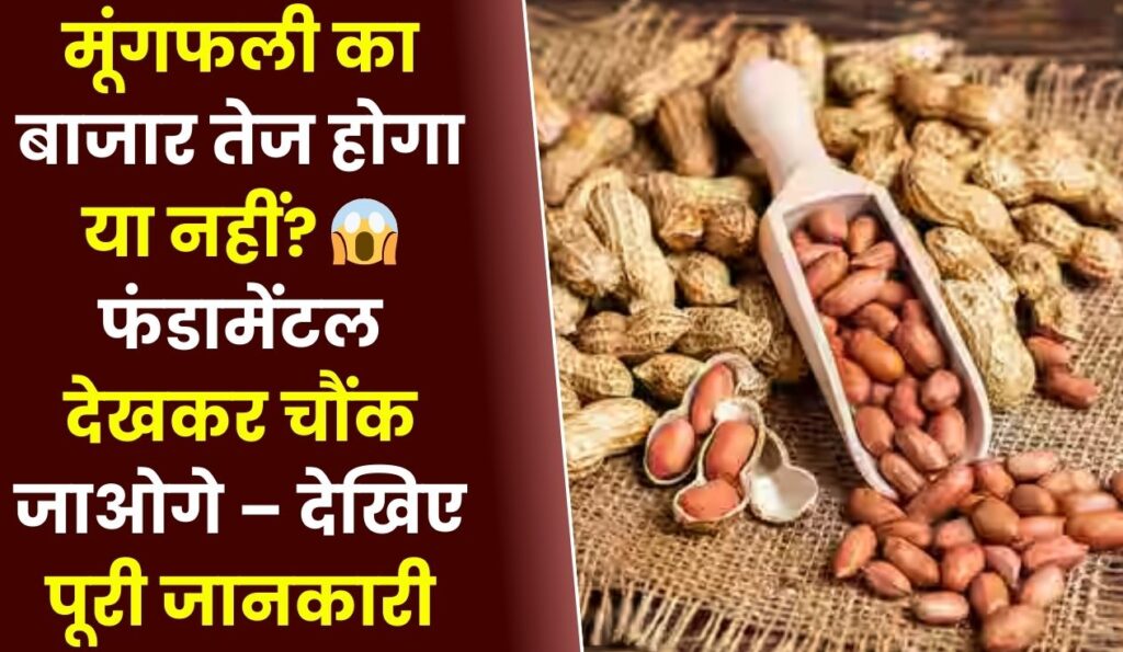 मूंगफली का बाजार तेज होगा या नहीं 😱 फंडामेंटल देखकर चौंक जाओगे – देखिए पूरी जानकारी