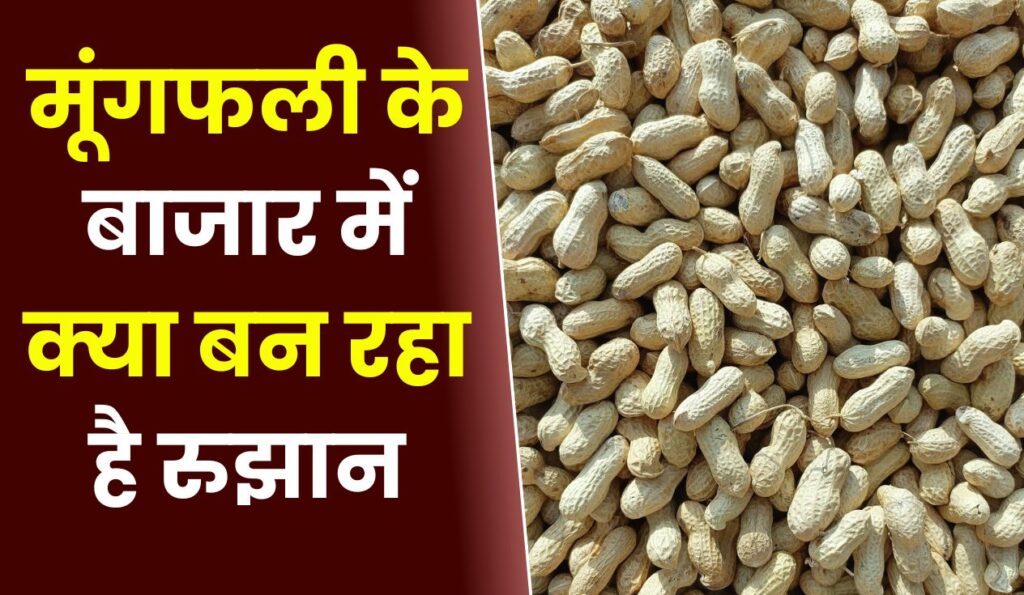 मूंगफली के बाजार में क्या बन रहा है रुझान