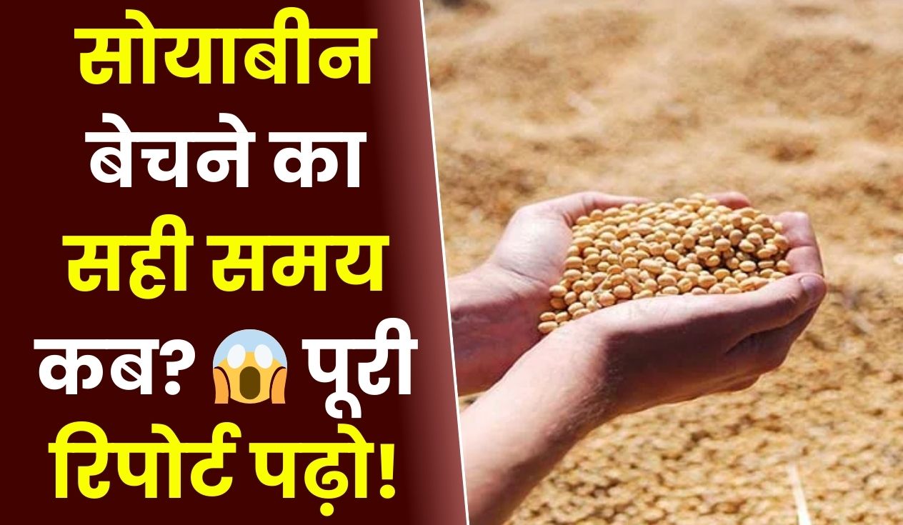 सोयाबीन बेचने का सही समय कब 😱 पूरी रिपोर्ट पढ़ो!