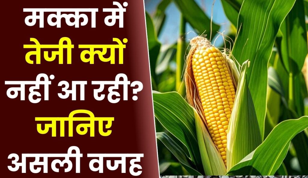 मक्का में तेजी क्यों नहीं आ रही? जानिए असली वजह