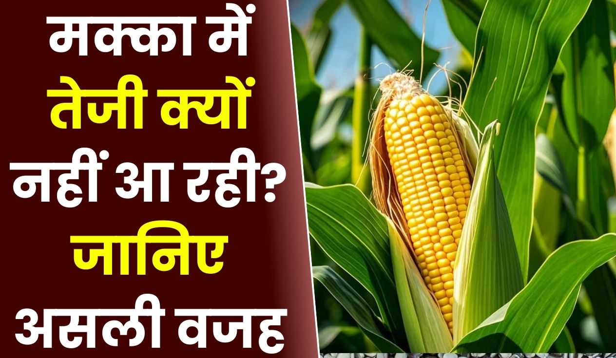 मक्का में तेजी क्यों नहीं आ रही? जानिए असली वजह